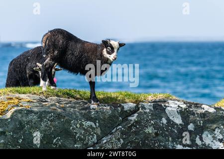 Moutons sauvages de Haraldshaugen, HAUGESUND, NORVÈGE, Europe Banque D'Images