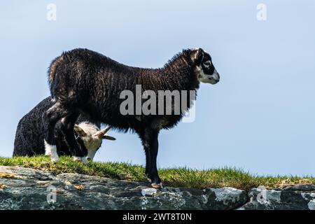 Moutons sauvages de Haraldshaugen, HAUGESUND, NORVÈGE, Europe Banque D'Images