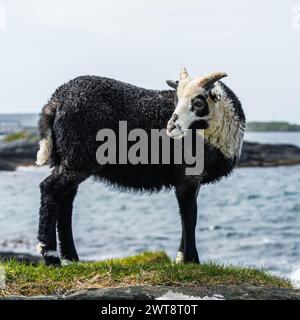 Moutons sauvages de Haraldshaugen, HAUGESUND, NORVÈGE, Europe Banque D'Images