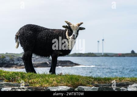 Moutons sauvages de Haraldshaugen, HAUGESUND, NORVÈGE, Europe Banque D'Images