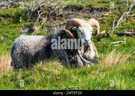 Moutons sauvages de Haraldshaugen, HAUGESUND, NORVÈGE, Europe Banque D'Images