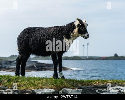 Moutons sauvages de Haraldshaugen, HAUGESUND, NORVÈGE, Europe Banque D'Images