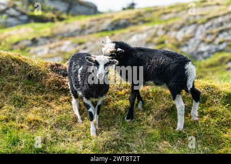 Moutons sauvages de Haraldshaugen, HAUGESUND, NORVÈGE, Europe Banque D'Images