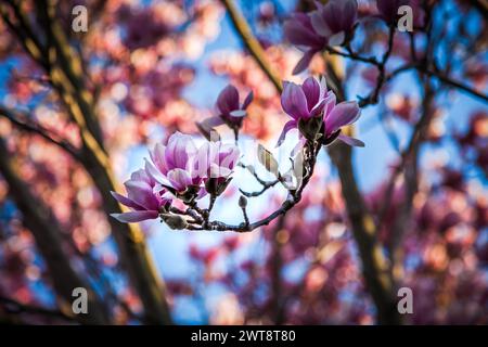 Un gros plan détaillé de fleurs violettes de magnolia éclatantes qui fleurissent sur une branche d'arbre, contre un ciel bleu clair, mettant en valeur le printemps Banque D'Images