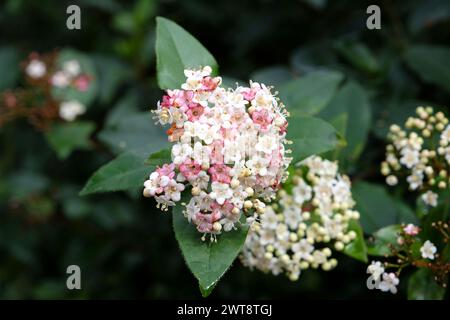 Délicat blanc et rose Viburnum tinus laurustinus ÔPink PreludeÕ en fleur. Banque D'Images