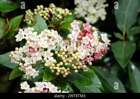 Délicat blanc et rose Viburnum tinus laurustinus ÔPink PreludeÕ en fleur. Banque D'Images