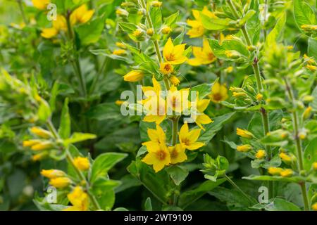 Jaune loosestrife Lysimachia punctata Alexander floraison dans un jardin de près Banque D'Images