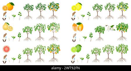 Ensemble de cycles de croissance des agrumes sur un fond blanc. Illustration de Vecteur