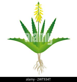 Plante d'aloe vera avec des fleurs et des racines sur un fond blanc. Illustration de Vecteur