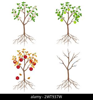Pommier dans différentes saisons sur un fond blanc. Illustration de Vecteur