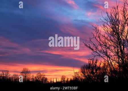 Une branche sans feuilles sur fond d'un ciel coloré le soir au coucher du soleil Banque D'Images