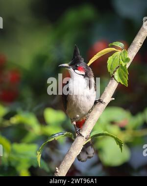 Portrait de bulbul au moussage rouge. Bulbul au moussage rouge, ou bulbul à crête, est un oiseau passereau originaire d'Asie. Banque D'Images