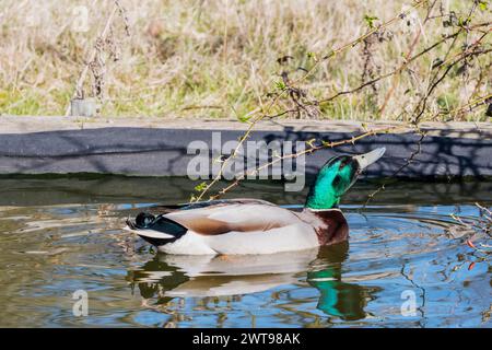 Colvert mâle sauvage, Anas platyrhynchos, nageant dans un étang de jardin. Banque D'Images