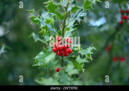 houx (Ilex) avec des feuilles épineuses et des baies rouges. Banque D'Images