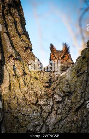 Femelle Grande chouette à cornes dans un arbre Banque D'Images