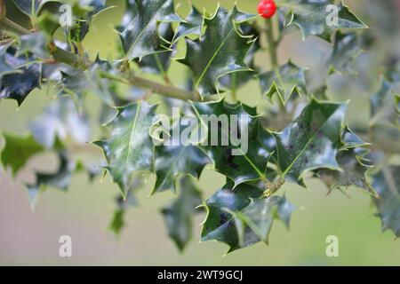 houx (Ilex) avec maladie fongique, taches sombres sur les feuilles. Banque D'Images