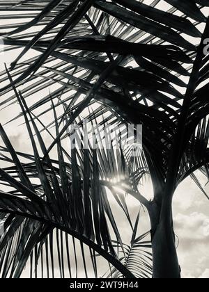 Palm Silhouette imprimé art noir et blanc Banque D'Images