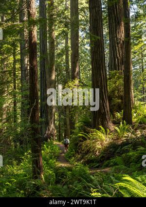 Day Hiker passe par Grove of the Giant Redwoods dans le parc national de Redwood Banque D'Images