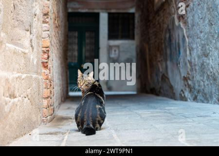 Chat domestique mignon à cheveux courts assis dans la rue. Chats à Venise. Rue étroite à Venise Banque D'Images