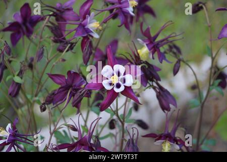 Aquilegia coerulea, le bleu Colorado columbine, est une espèce de plante à fleurs de la famille des croustilles Ranunculaceae, Banque D'Images