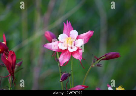 Aquilegia coerulea, le bleu Colorado columbine, est une espèce de plante à fleurs de la famille des croustilles Ranunculaceae, Banque D'Images