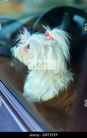 Chien maltais blanc avec arc rose regarde à travers la fenêtre. Banque D'Images