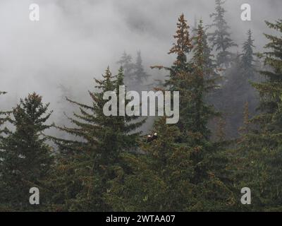 Arbres à feuilles persistantes entourés d'un épais brouillard avec deux aigles à tête blanche perchés au milieu du feuillage près de Haines, Alaska Banque D'Images