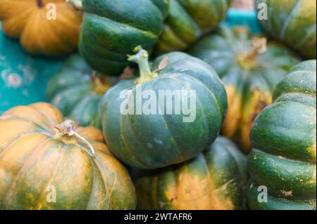 Une variété de citrouilles fraîches et colorées disponibles sur un marché local. Banque D'Images