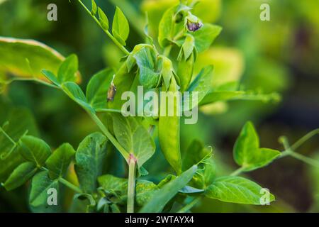 Vue rapprochée de pois poussant sur un buisson de pois. Banque D'Images