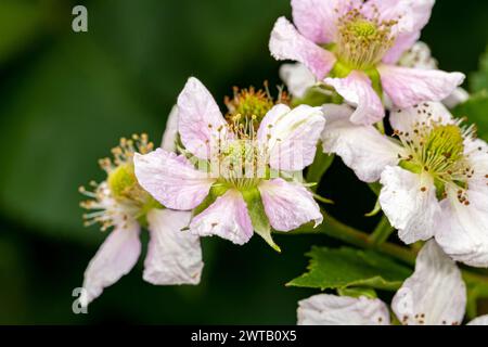 Plante de mûre avec fleurs en fleurs poussant dans le jardin. Jardinage, horticulture et concept de culture fruitière. Banque D'Images