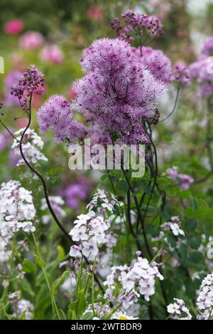 Thalictrum aquilegiifolium l prairie française rue Banque D'Images