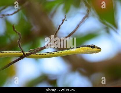Petit serpent jaune sur le tronc d'arbre. Détail gros plan ou serpent jaune Banque D'Images