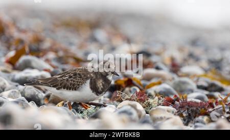 Turnstone [ Arenaria Interpres ] à la recherche de nourriture parmi les algues et les galets sur la ligne de brin à Lyme regis, Dorset, Royaume-Uni Banque D'Images