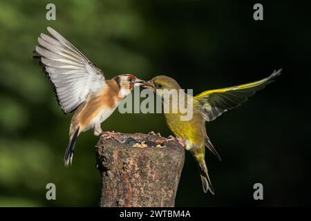 Le finch européen [ Chloris chloris ] et le finch européen [ Carduelis carduelis ] combattent au poste appâté Banque D'Images