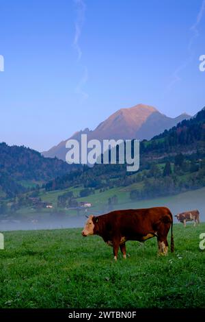 Ambiance matinale dans la vallée, Gries près de Virgen, Virgental, Tyrol oriental, Tyrol, Autriche Banque D'Images