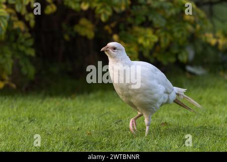 Faisan [ Phasianus colchicus ] oiseau leuciste femelle marchant sur la pelouse Banque D'Images