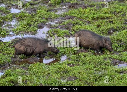 Porc forestier géant (Hylochoerus meinertzhageni) dans la clairière forestière de Dzanga Bai, Parc national de Dzanga-Ndoki, site du patrimoine mondial de l'UNESCO Banque D'Images