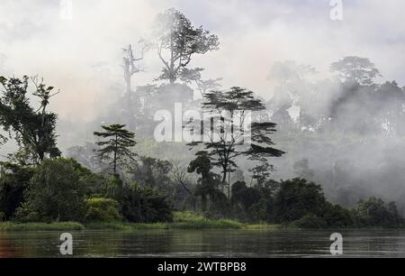 Brouillard sur la forêt tropicale le long de la rivière Sangha, complexe d'aires protégées de Dzanga-Sangha (DSPAC), préfecture de Sangha-Mbaere, République centrafricaine Banque D'Images