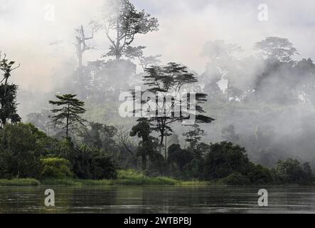 Brouillard sur la forêt tropicale le long de la rivière Sangha, complexe d'aires protégées de Dzanga-Sangha (DSPAC), préfecture de Sangha-Mbaere, République centrafricaine Banque D'Images