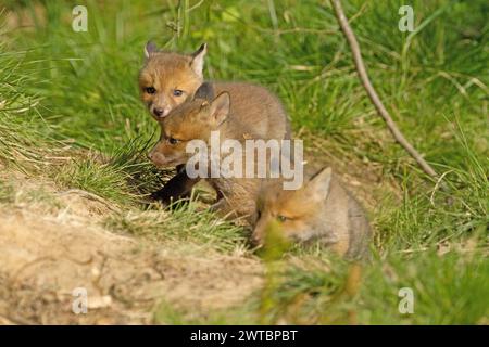 Renard roux (Vulpes vulpes), deux jeunes renards jouant dans un pré ensoleillé Banque D'Images