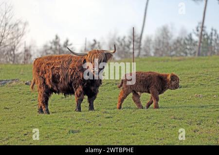 Bovins écossais des Highlands, Kyloe, vache avec veau, Balve, Rhénanie du Nord-Westphalie, Allemagne Banque D'Images
