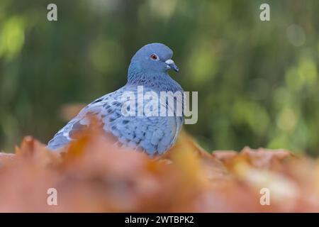 Pigeon feral [ Columba Livia ] également connu sous le nom de colombe rocheuse parmi les feuilles d'automne tombées avec des reflets bokeh hors foyer en arrière-plan Banque D'Images