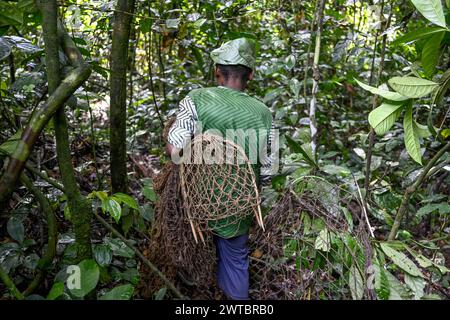 Pygmée du peuple Baka ou BaAka avec ses pièges et filets de chasse dans la forêt, réserve spéciale de forêt dense de Dzanga-Sangha, Sangha-Mbaere Banque D'Images