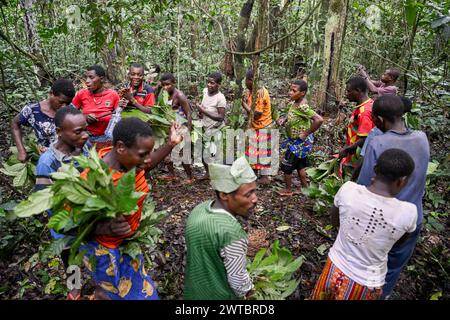 Pygmées du peuple Baka ou BaAka dansant, réserve spéciale de forêt dense de Dzanga-Sangha, préfecture de Sangha-Mbaere, République centrafricaine Banque D'Images