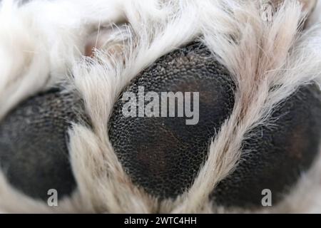 Patte d'un caniche miniature blanc dans une photo macro en gros plan. Vous pouvez voir la texture des coussinets de pattes noires, de la fourrure blanche moelleuse et de quelques ongles. Banque D'Images