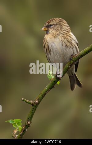 Un Redpoll commun femelle (Acanthis flammea) perché sur une branche feuillue au-dessus de l'eau Banque D'Images
