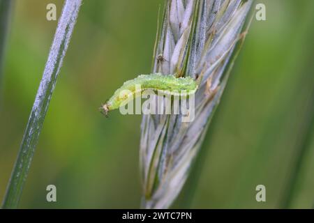 La larve d'une mouche de la famille des Syrphidae, surmouche avec un puceron chassé. Une colonie d'pucerons sur une plante et leur ennemi naturel. Banque D'Images