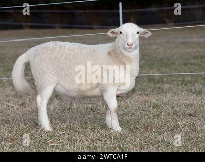 Mouton blanc Katahdin dans une enceinte protectrice sur un pâturage Banque D'Images