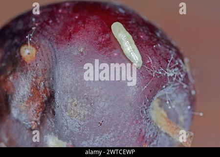 Fruit d'olive endommagé par la mouche des fruits de l'olive Bactrocera oleae. L'un des plus importants ravageurs des olives. Larve de ravageur sur les fruits d'olive. Banque D'Images