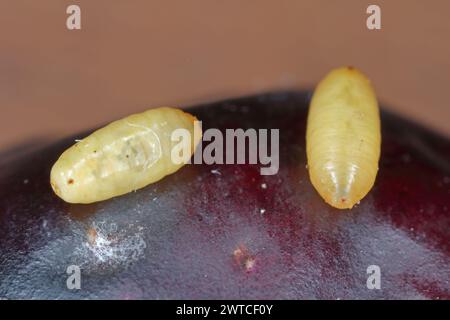 Fruit d'olive endommagé par la mouche des fruits de l'olive Bactrocera oleae. L'un des plus importants ravageurs des olives. Pupes du ravageur sur les fruits d'olive. Banque D'Images